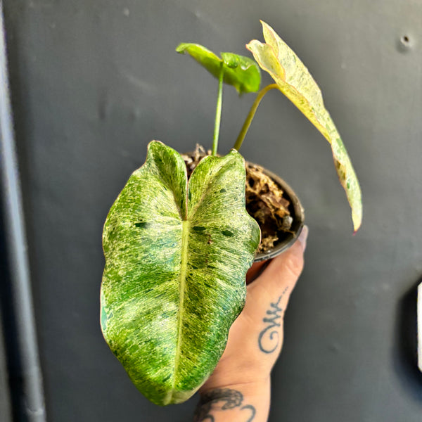 Philodendron Parasio Verde